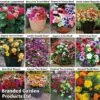 Garden Ready Bumper Collection -Garden Plants 12 coll
