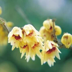 Fragrant Winter Shrub Collection -Garden Plants 14