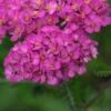 ACHILLEA 'Apfelblute' (Galaxy Series) -Garden Plants 20170126154736