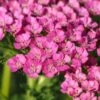 ACHILLEA 'Gloria Jean' -Garden Plants 20170126163408