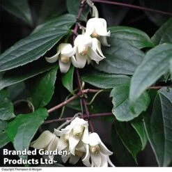 Clematis All Season Collection -Garden Plants 203320B