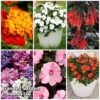 Bedding Lucky Dip -Garden Plants 2041181