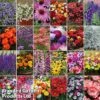 Summer Plant & Seed Bundle -Garden Plants 24im