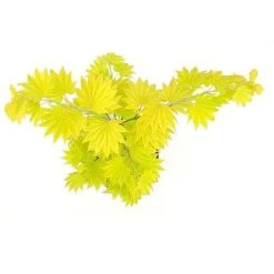Acer Shirasawanum Aureum -Garden Plants 2554851