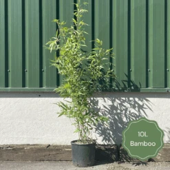 Green Bamboo | Phyllostachys Bisettii -Garden Plants 2 b8168d84 6f80 4cc3 9292 63e039294d91