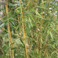 Golden Bamboo | Phyllostachys Aurea -Garden Plants 3 84d98edd dc4d 45d0 8aab e2ff1368fc70