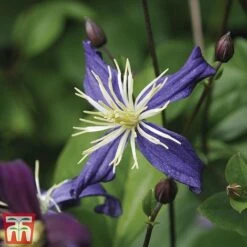 Clematis All Season Climbing Collection -Garden Plants 48