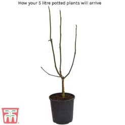 Magnolia X Brooklynensis 'Yellow Bird' -Garden Plants 5litre potted plant