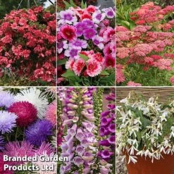 Summer Plant & Seed Bundle -Garden Plants 6 1