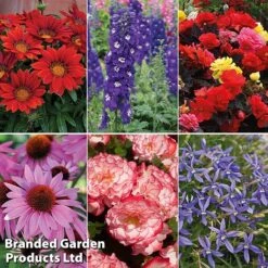 Summer Plant & Seed Bundle -Garden Plants 6 2