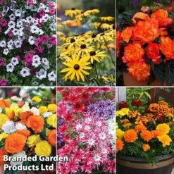 Summer Plant & Seed Bundle -Garden Plants 6 3