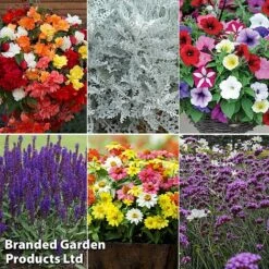 Summer Plant & Seed Bundle -Garden Plants 6 4