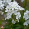 Hesperis Matronalis Var. Albiflora -Garden Plants 9048 HESP 1