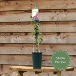 'Rosa Banksiae 'Lutea' | Rambling Rose -Garden Plants 90cm Climber ac979e6e 68a0 474c b646 c7bd8b2b75af