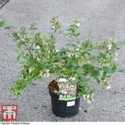 Abelia X Grandiflora -Garden Plants ABEL 58113 A