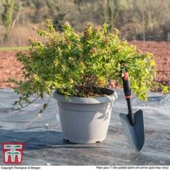 Abelia X Grandiflora 'Kaleidoscope' -Garden Plants ABEL T45379 L