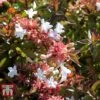 Abelia X Grandiflora 1 Abelia X Grandiflora -Garden Plants ABEL T58113 A