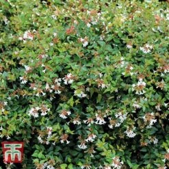 Abelia X Grandiflora -Garden Plants ABEL T58113 C