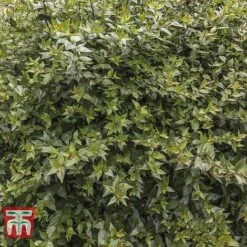 Abelia X Grandiflora -Garden Plants ABEL T58113 D