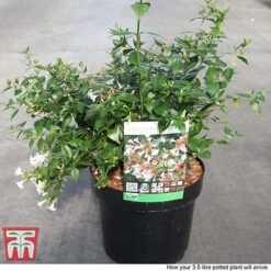 Abelia X Grandiflora -Garden Plants ABEL T58113 P