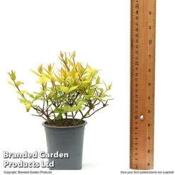 Abelia X Grandiflora 'Kaleidoscope' -Garden Plants ABEL KALEID9CM T50085