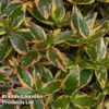 Abelia X Grandiflora 'Tricolour Charm' -Garden Plants ABEL TRICOLOUR S51034