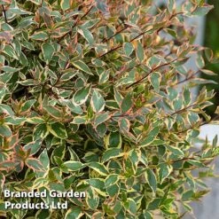Abelia X Grandiflora 'Tricolour Charm' -Garden Plants ABEL TRICOLOUR S51036