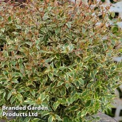 Abelia X Grandiflora 'Tricolour Charm' -Garden Plants ABEL TRICOLOUR S51037