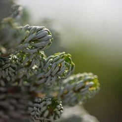 Abies Koreana 'Kohouts Icebreaker' -Garden Plants ABIE KOHOUTSIC S45153 NOW