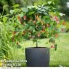 Abutilon Megapotamicum -Garden Plants ABUT BIGBELL T33117