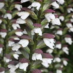 Acanthus Spinosus -Garden Plants ACAN T58284 A h