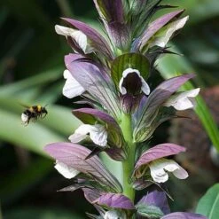 Acanthus Spinosus -Garden Plants ACAN T58284 B h