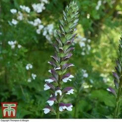 Acanthus Spinosus