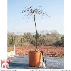 Acer Palmatum 'Garnet' -Garden Plants ACER TKA1739 M