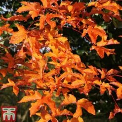 Acer Griseum