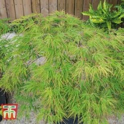 Acer Palmatum 'Seiryu'