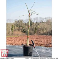 Acer Palmatum Var. Dissectum 'Viridis' -Garden Plants ACER WKB9195 L