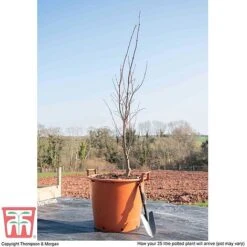 Acer Palmatum 'Bloodgood' -Garden Plants ACER WKB9197 L