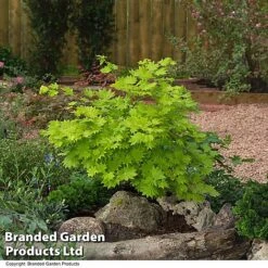 Acer Shirasawanum Aureum -Garden Plants ACER AUREUM T36443