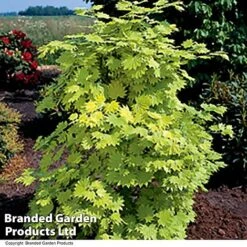 Acer Shirasawanum Aureum -Garden Plants ACER AUREUM T36444