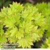Acer Shirasawanum Aureum -Garden Plants ACER AUREUM T50824