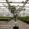 Acer Pseudosieboldianum 'North Wind' -Garden Plants ACER NORTHWIND S45244