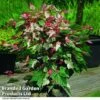 Acer Conspicuum 'Red Flamingo' -Garden Plants ACER REDFLAMIN T35963
