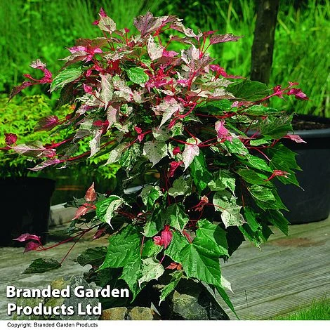 Acer Conspicuum 'Red Flamingo' 3 Acer Conspicuum 'Red Flamingo'