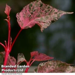 Acer Conspicuum 'Red Flamingo' 7 Acer Conspicuum 'Red Flamingo' -Garden Plants ACER REDFLAMIN T35964
