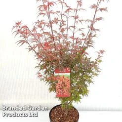 Acer Palmatum 'Shaina' -Garden Plants ACER SHAINA S37299