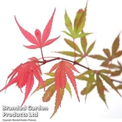 Acer Palmatum 'Shaina' -Garden Plants ACER SHAINA T36157