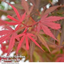 Acer Palmatum 'Shaina' -Garden Plants ACER SHAINA T36158