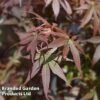 Acer Palmatum 'Skeeters Broom' -Garden Plants ACER SKEETERSB L45017