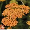 Achillea 'Terracotta' -Garden Plants ACHI T62174 A